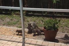Raccoon Family
