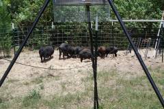 Hog Trapping Set Up