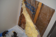 Noises in Wall Removal and Sent to a Wildlife Rehab