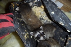 Rescued Ready for Rehab