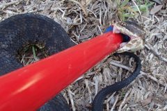 Snake Removal