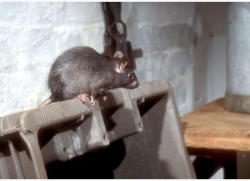 Orlando Wildlife Removal | Rats, Rodents and Bats Removal