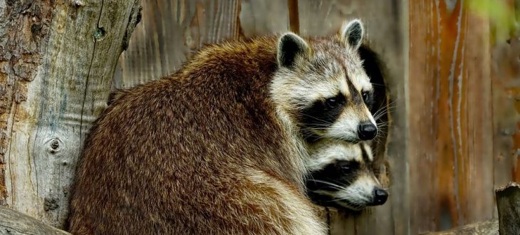 Raccoon Removal | Orlando Wildlife Removal | Family Owned and Operated