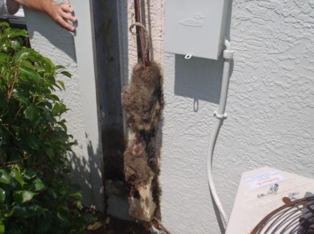 Dead Animal Removal Orlando | Orlando Wildlife Removal | Family Owned and  Operated